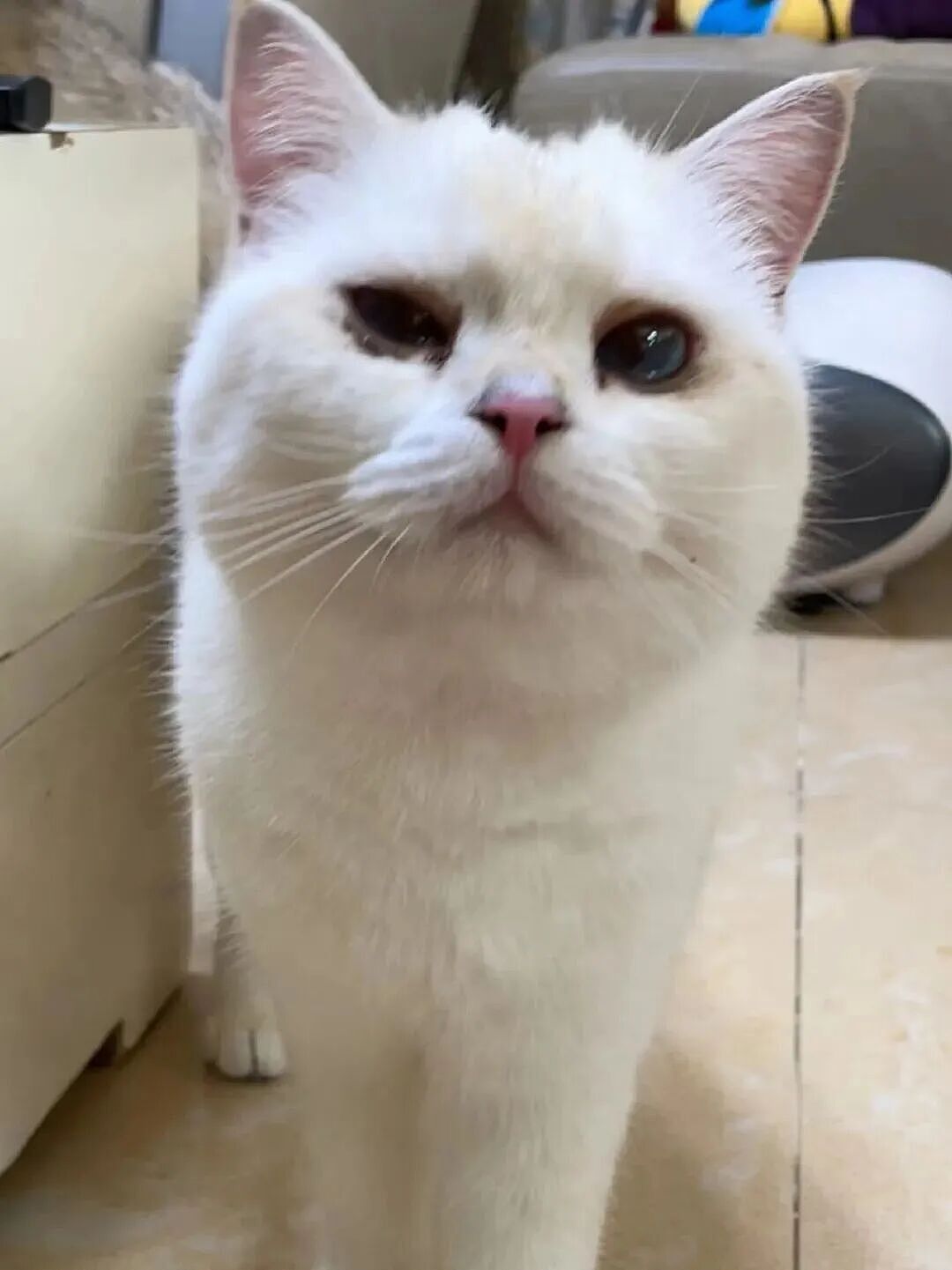 【宠物】妹子花6000给猫割双眼皮,网友怒喷她虐猫…结果曝光之前的照片才懂:不割眼睛要瞎啊!!是在救咪!(组图) - 3