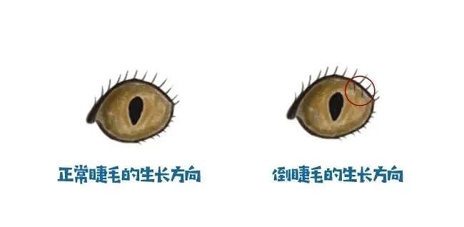 【宠物】妹子花6000给猫割双眼皮,网友怒喷她虐猫…结果曝光之前的照片才懂:不割眼睛要瞎啊!!是在救咪!(组图) - 2