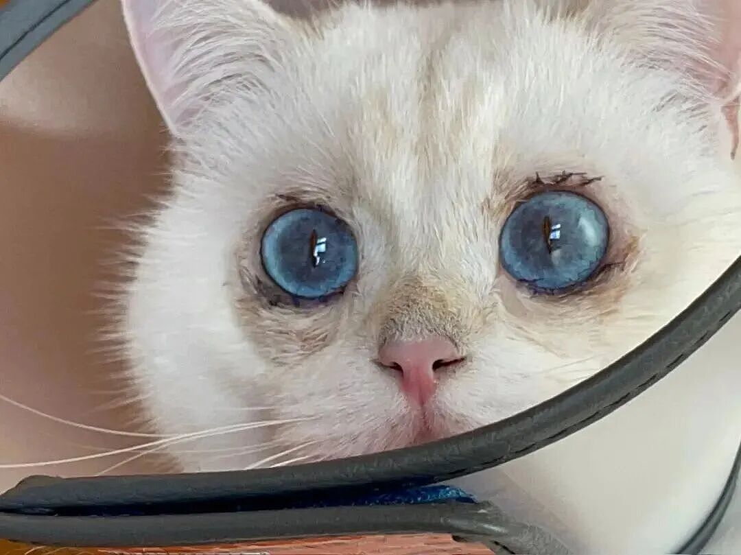 【宠物】妹子花6000给猫割双眼皮,网友怒喷她虐猫…结果曝光之前的照片才懂:不割眼睛要瞎啊!!是在救咪!(组图) - 4