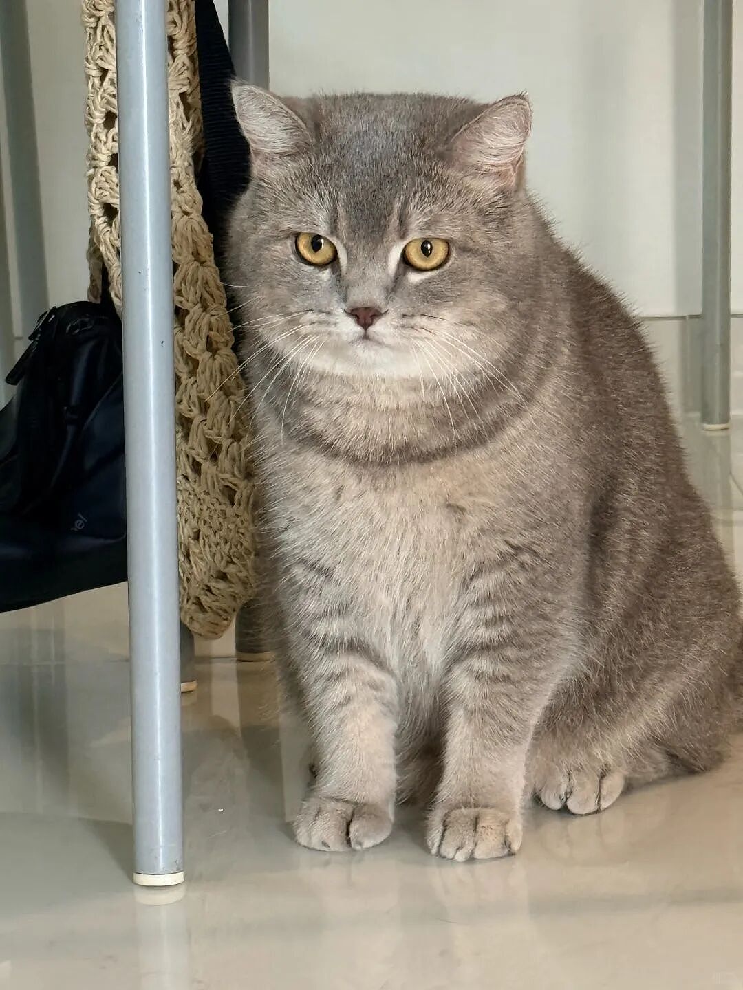 【宠物】妹子花6000给猫割双眼皮,网友怒喷她虐猫…结果曝光之前的照片才懂:不割眼睛要瞎啊!!是在救咪!(组图) - 9