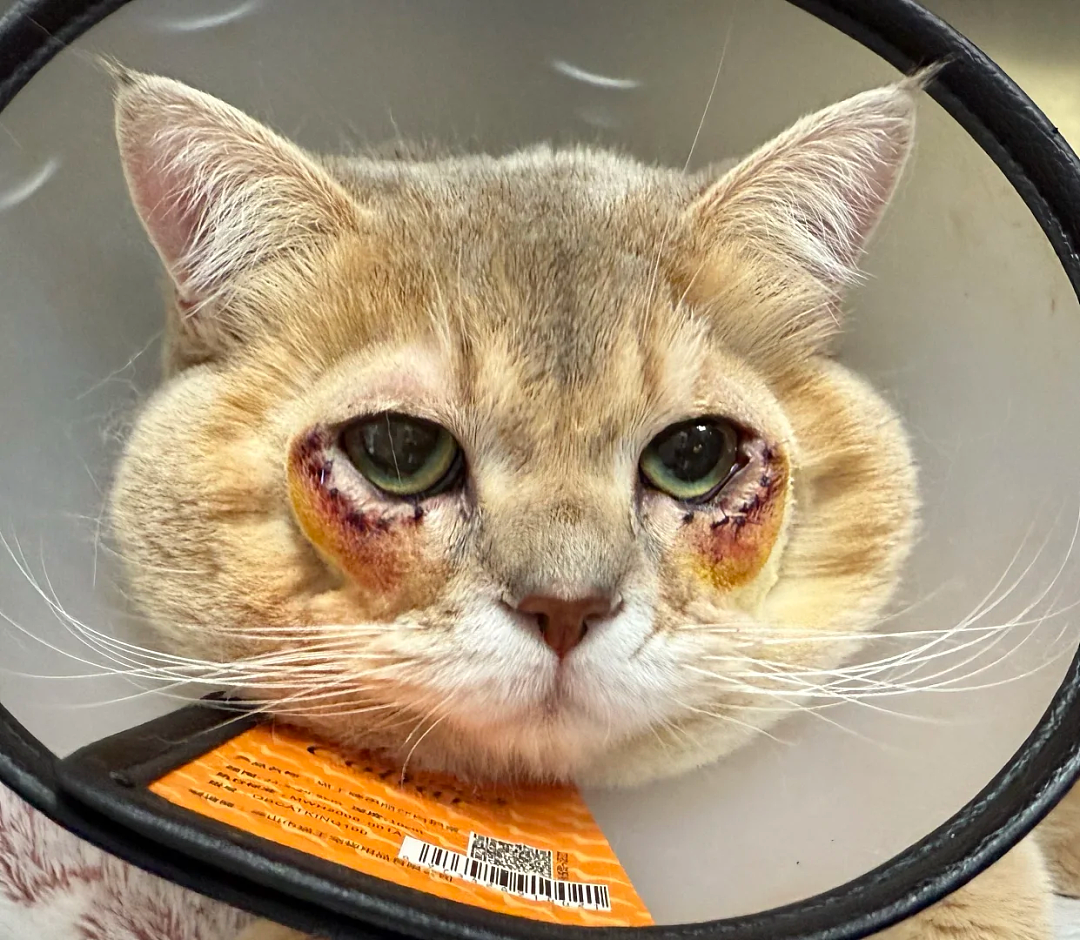 【宠物】妹子花6000给猫割双眼皮,网友怒喷她虐猫…结果曝光之前的照片才懂:不割眼睛要瞎啊!!是在救咪!(组图) - 14