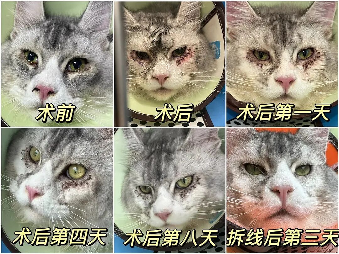 【宠物】妹子花6000给猫割双眼皮,网友怒喷她虐猫…结果曝光之前的照片才懂:不割眼睛要瞎啊!!是在救咪!(组图) - 10