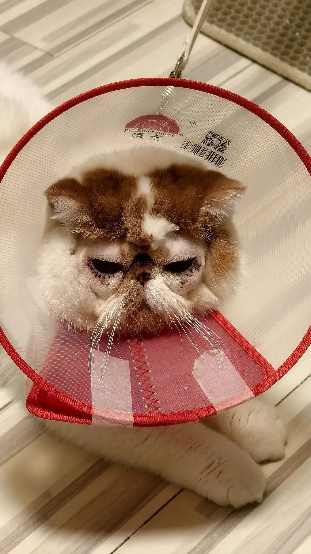 【宠物】妹子花6000给猫割双眼皮,网友怒喷她虐猫…结果曝光之前的照片才懂:不割眼睛要瞎啊!!是在救咪!(组图) - 11