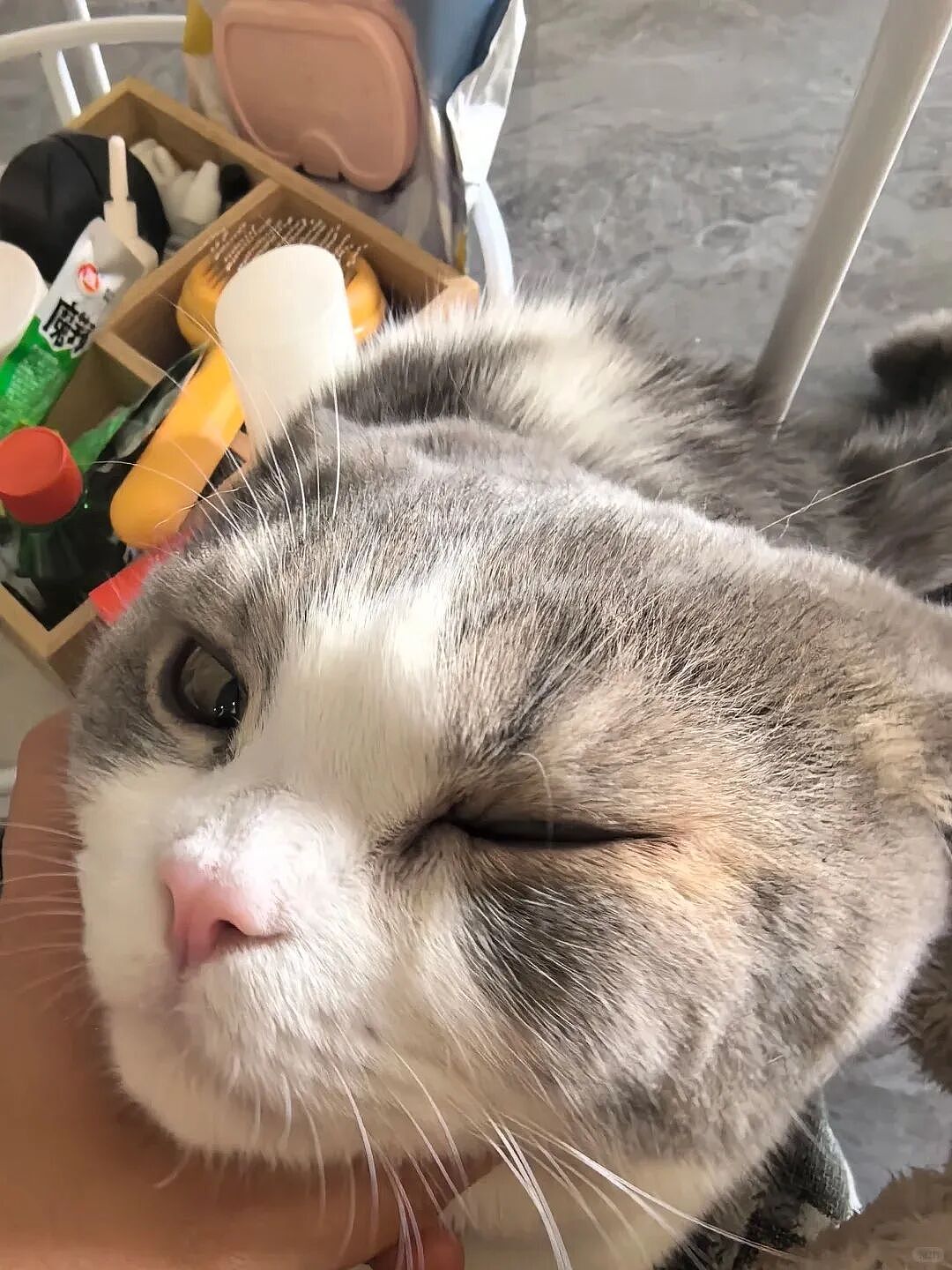 【宠物】妹子花6000给猫割双眼皮,网友怒喷她虐猫…结果曝光之前的照片才懂:不割眼睛要瞎啊!!是在救咪!(组图) - 13