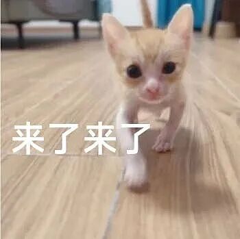 【宠物】妹子花6000给猫割双眼皮，网友怒喷她虐猫…结果曝光之前的照片才懂：不割眼睛要瞎啊！！是在救咪！（组图） - 16