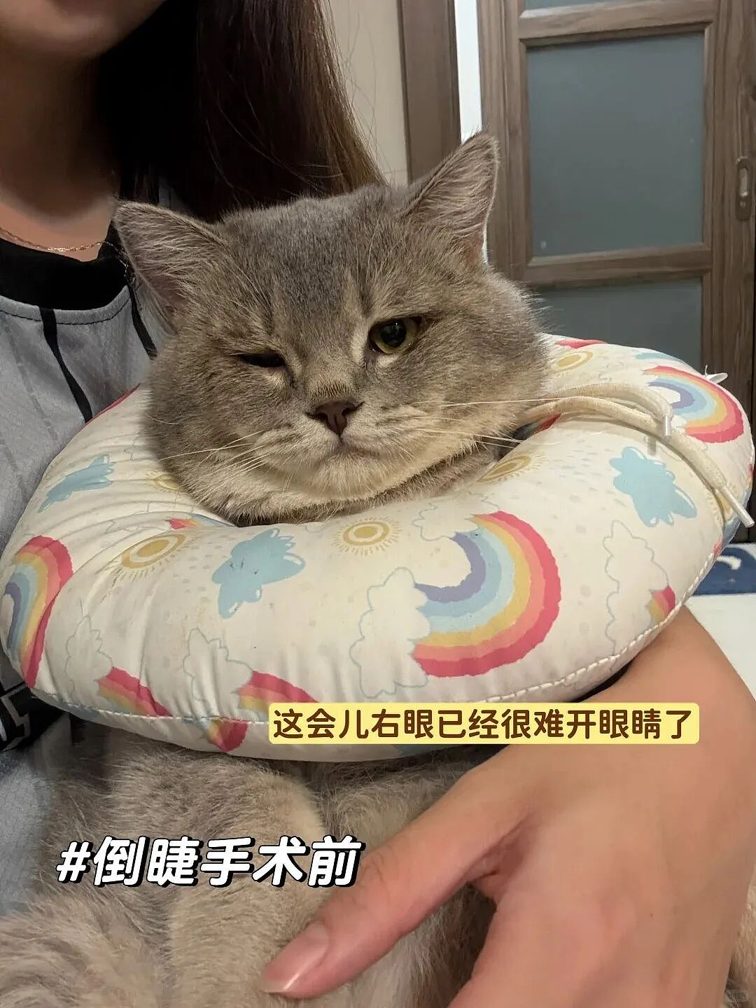 【宠物】妹子花6000给猫割双眼皮，网友怒喷她虐猫…结果曝光之前的照片才懂：不割眼睛要瞎啊！！是在救咪！（组图） - 6