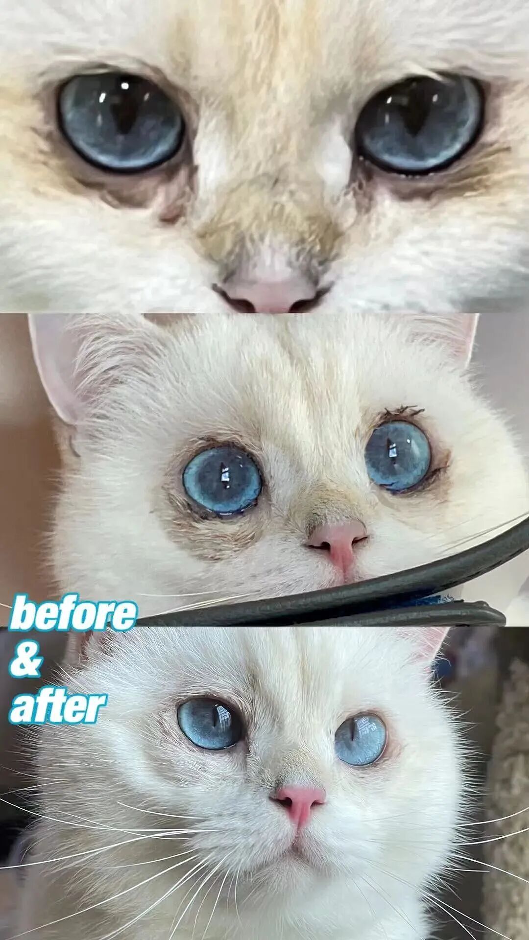 【宠物】妹子花6000给猫割双眼皮，网友怒喷她虐猫…结果曝光之前的照片才懂：不割眼睛要瞎啊！！是在救咪！（组图） - 5