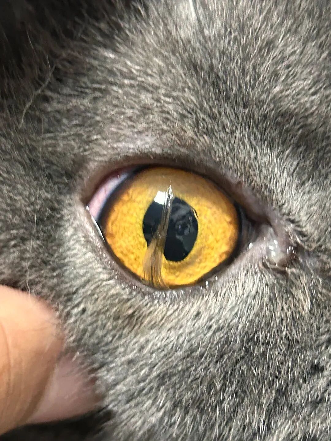 【宠物】妹子花6000给猫割双眼皮，网友怒喷她虐猫…结果曝光之前的照片才懂：不割眼睛要瞎啊！！是在救咪！（组图） - 15