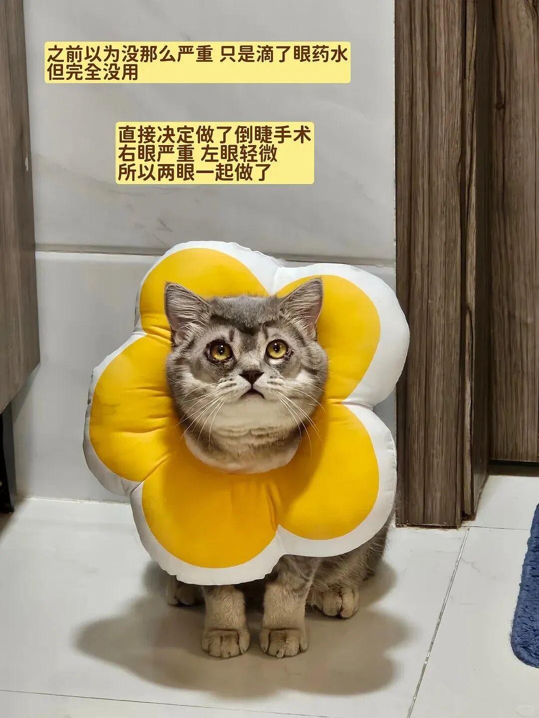 【宠物】妹子花6000给猫割双眼皮，网友怒喷她虐猫…结果曝光之前的照片才懂：不割眼睛要瞎啊！！是在救咪！（组图） - 8
