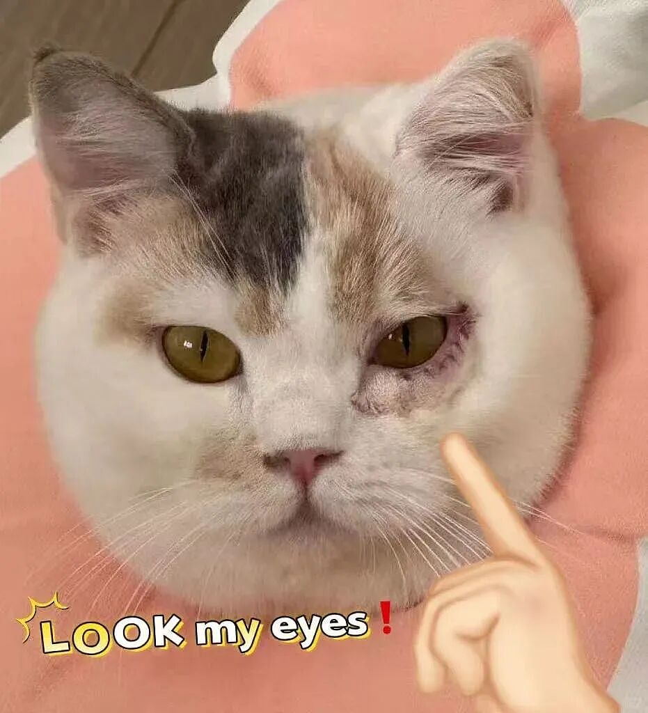 【宠物】妹子花6000给猫割双眼皮，网友怒喷她虐猫…结果曝光之前的照片才懂：不割眼睛要瞎啊！！是在救咪！（组图） - 12