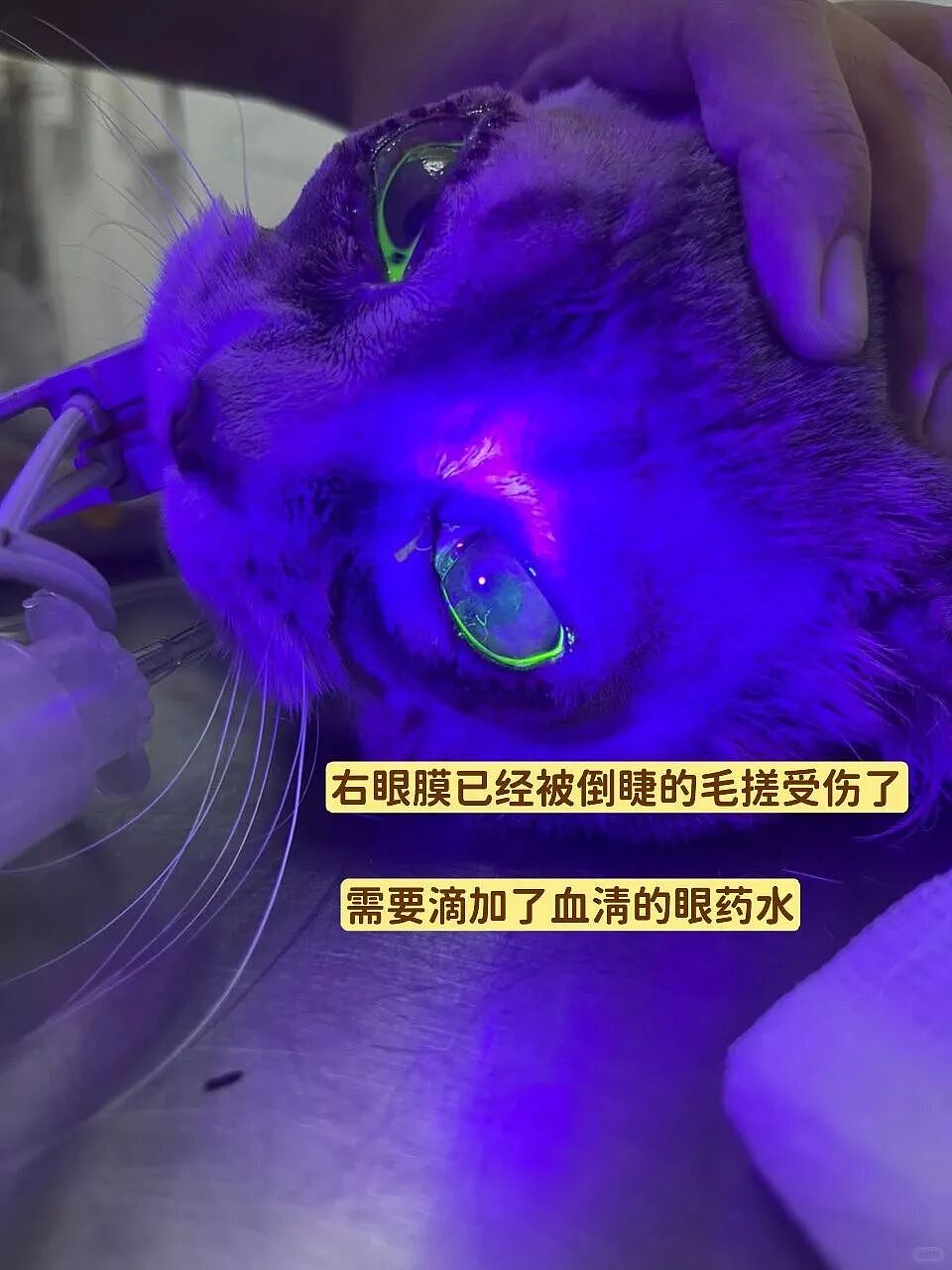 【宠物】妹子花6000给猫割双眼皮，网友怒喷她虐猫…结果曝光之前的照片才懂：不割眼睛要瞎啊！！是在救咪！（组图） - 7
