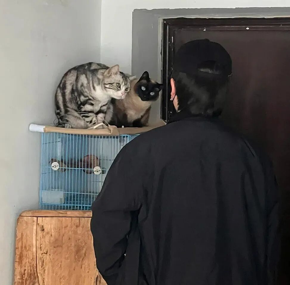 【宠物】当男朋友第一次来做客时，家里的猫这种反应：你是我妈妈带回来的猎物吗？（组图） - 2