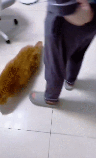 【宠物】当男朋友第一次来做客时，家里的猫这种反应：你是我妈妈带回来的猎物吗？（组图） - 8