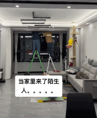 【宠物】当男朋友第一次来做客时，家里的猫这种反应：你是我妈妈带回来的猎物吗？（组图） - 7