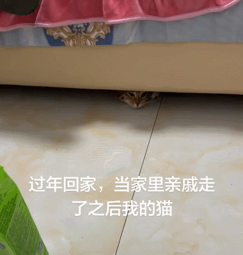 【宠物】当男朋友第一次来做客时，家里的猫这种反应：你是我妈妈带回来的猎物吗？（组图） - 11