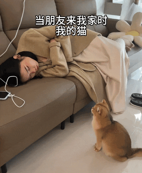 【宠物】当男朋友第一次来做客时，家里的猫这种反应：你是我妈妈带回来的猎物吗？（组图） - 3