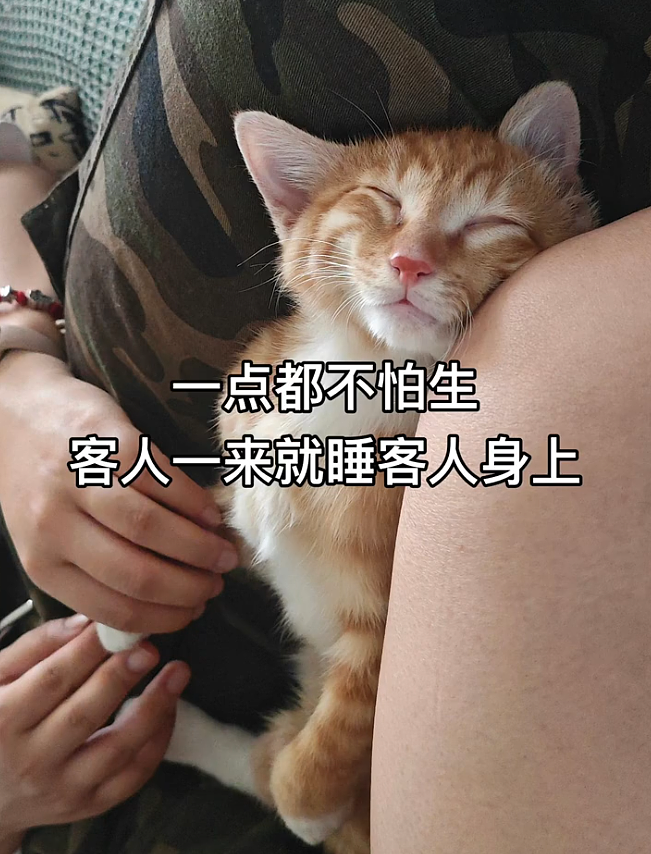 【宠物】当男朋友第一次来做客时，家里的猫这种反应：你是我妈妈带回来的猎物吗？（组图） - 5