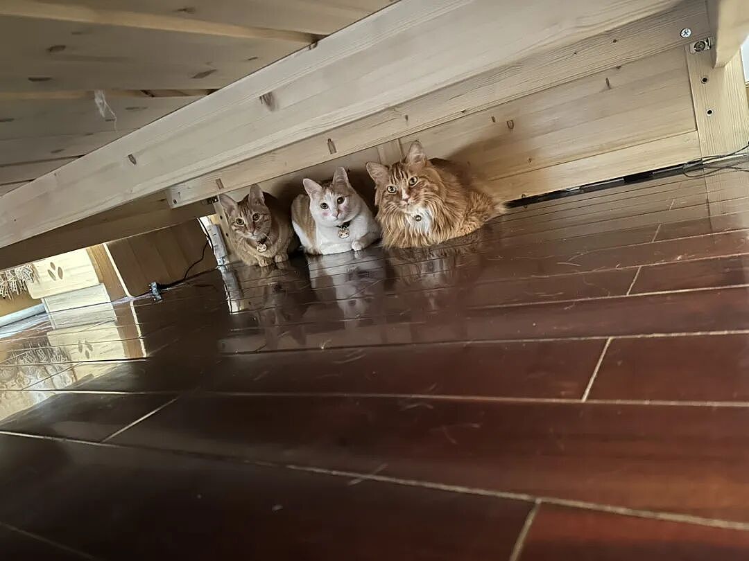 【宠物】当男朋友第一次来做客时，家里的猫这种反应：你是我妈妈带回来的猎物吗？（组图） - 9