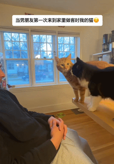 【宠物】当男朋友第一次来做客时，家里的猫这种反应：你是我妈妈带回来的猎物吗？（组图） - 1