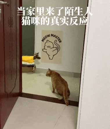 【宠物】当男朋友第一次来做客时，家里的猫这种反应：你是我妈妈带回来的猎物吗？（组图） - 6