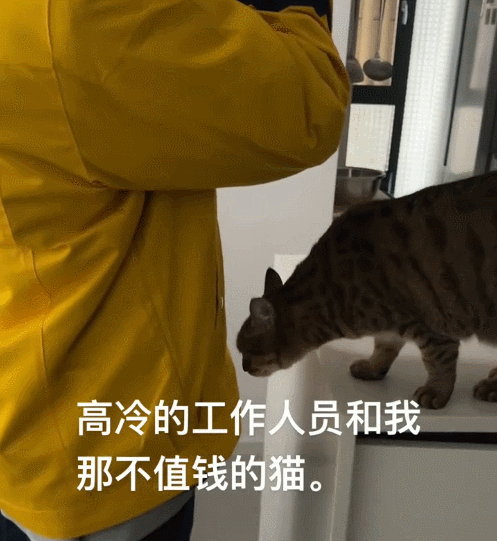 【宠物】当男朋友第一次来做客时，家里的猫这种反应：你是我妈妈带回来的猎物吗？（组图） - 4