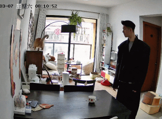 【宠物】小哥吐槽猫天天飞来飞去,他只有抚养权没有抚摸权,网友本来不信,一看图:这猫老家是峨眉山的吧! - 3