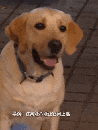 【宠物】导演跟狗子跨物种讲戏，让它感情再丰富一点，狗子：这个很丰富了吧？ - 2