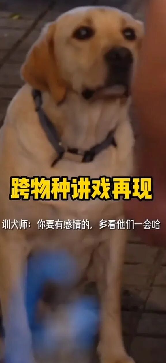 【宠物】导演跟狗子跨物种讲戏，让它感情再丰富一点，狗子：这个很丰富了吧？ - 3