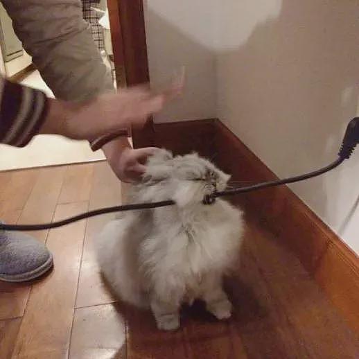 【宠物】网友晒家里小猫长了8条腿？点开一看笑掉头了哈哈哈哈哈（组图） - 11
