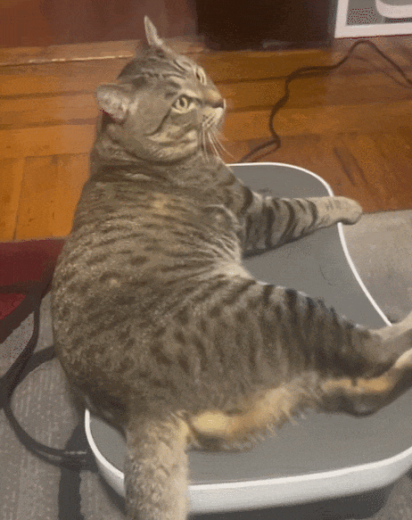 【宠物】网友晒家里小猫长了8条腿？点开一看笑掉头了哈哈哈哈哈（组图） - 2