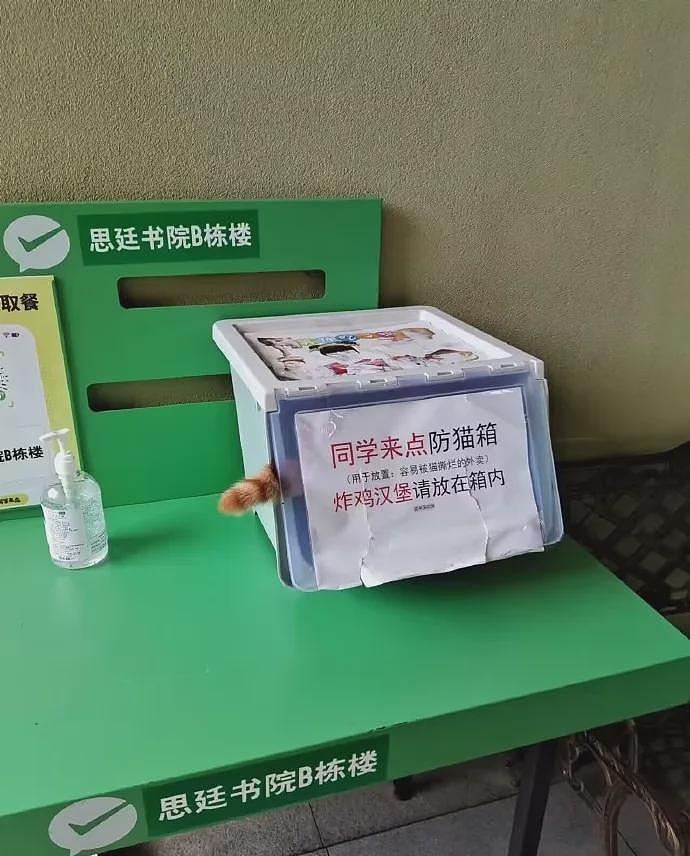 【宠物】网友晒家里小猫长了8条腿？点开一看笑掉头了哈哈哈哈哈（组图） - 6