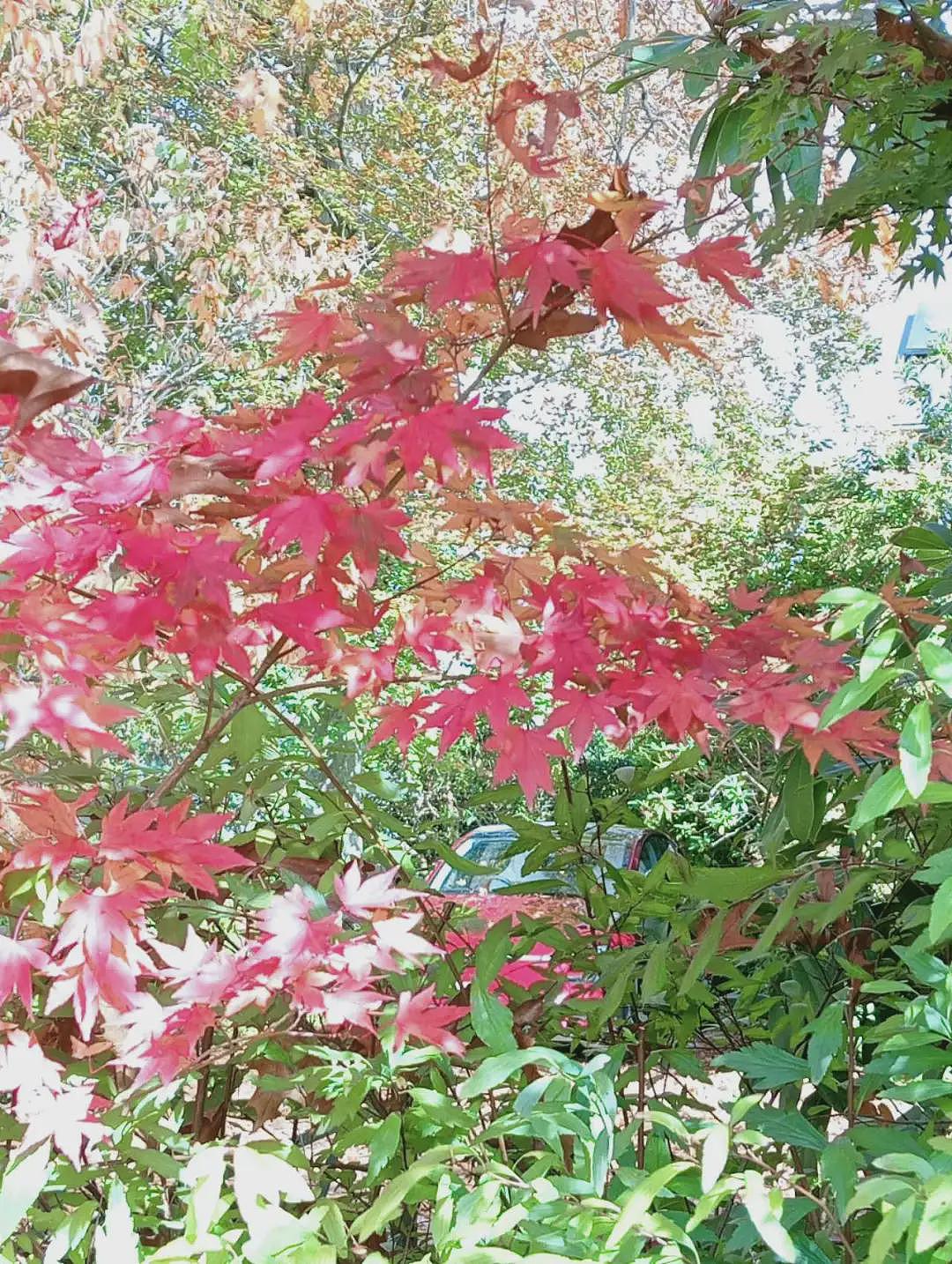 萝拉小镇赏枫之行（组图） - 7