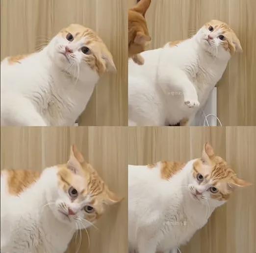 【宠物】网友晒家里小猫长了8条腿？点开一看笑掉头了哈哈哈哈哈（组图） - 10