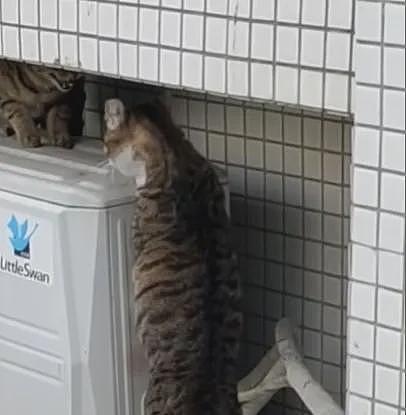 【宠物】网友晒家里小猫长了8条腿？点开一看笑掉头了哈哈哈哈哈（组图） - 16
