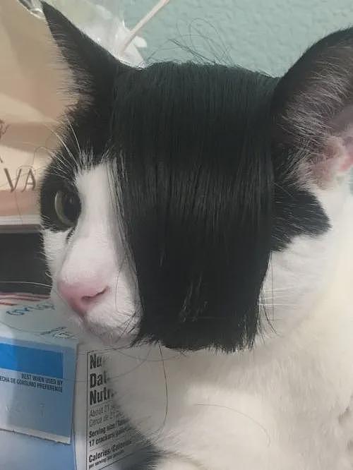 【宠物】网友晒家里小猫长了8条腿？点开一看笑掉头了哈哈哈哈哈（组图） - 3