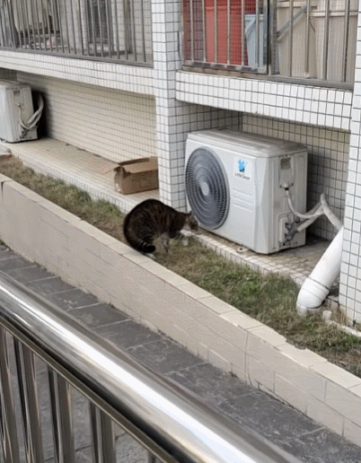 【宠物】网友晒家里小猫长了8条腿？点开一看笑掉头了哈哈哈哈哈（组图） - 15