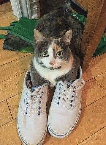 【宠物】网友晒家里小猫长了8条腿？点开一看笑掉头了哈哈哈哈哈（组图） - 9