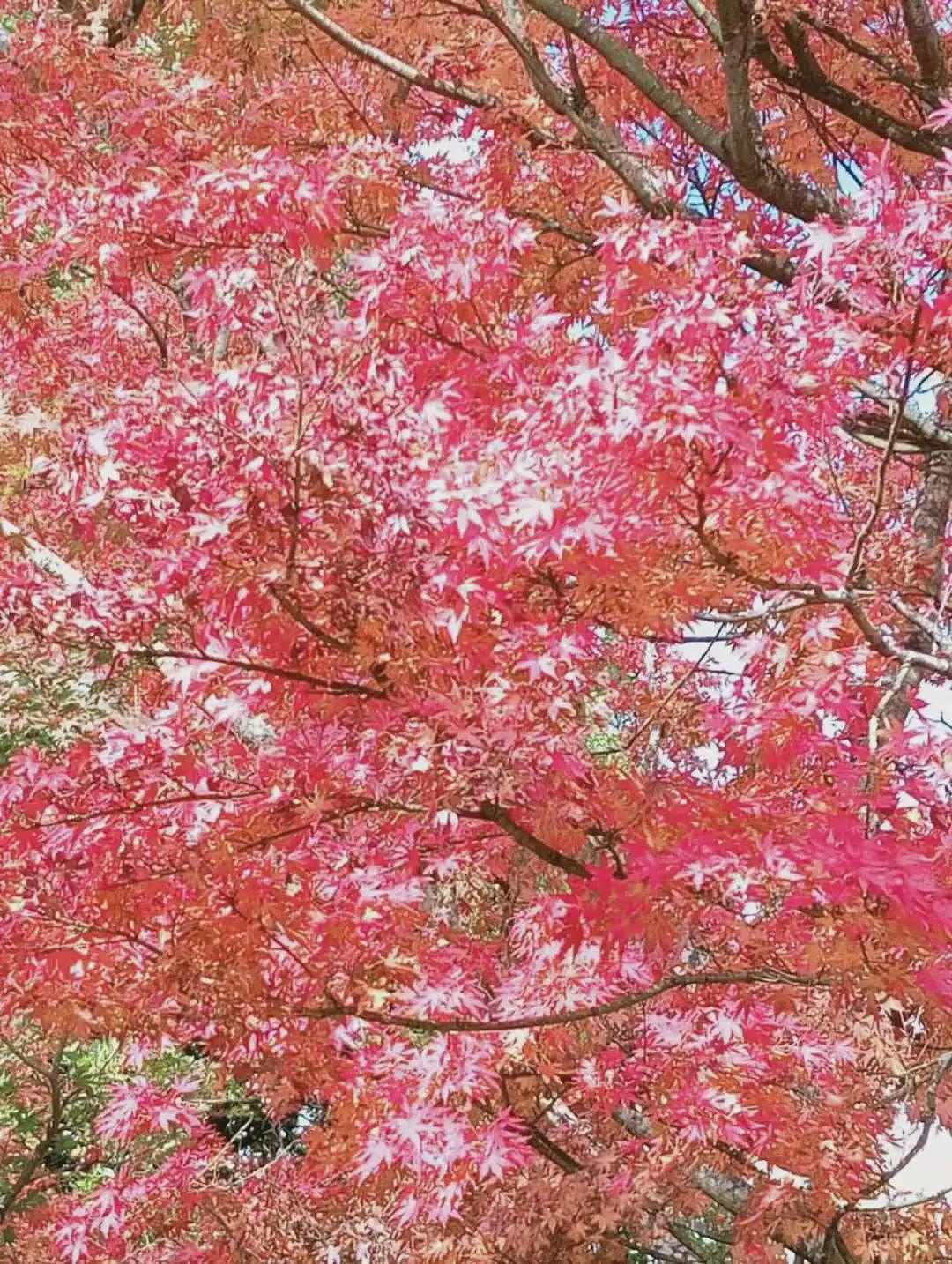 萝拉小镇赏枫之行（组图） - 9