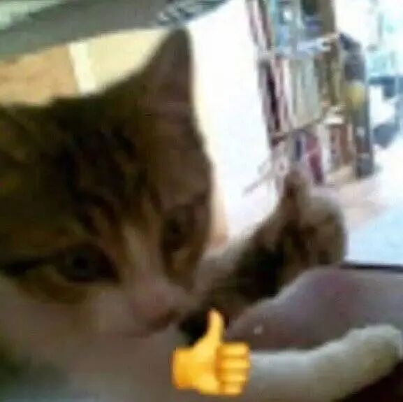 【宠物】主人手意外骨折,医生说睡觉的话要把手垫高,正愁怎么办时小猫就钻过来:来,把手放在我背上 - 8