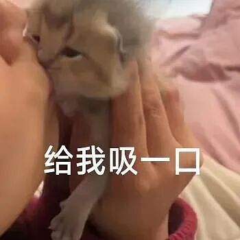 【宠物】主人手意外骨折,医生说睡觉的话要把手垫高,正愁怎么办时小猫就钻过来:来,把手放在我背上 - 1