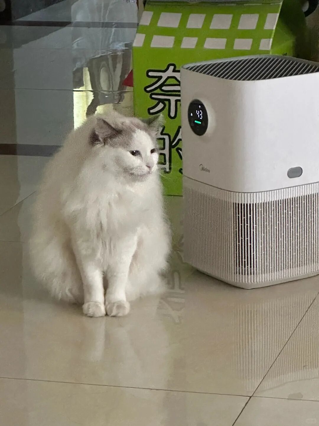 【宠物】主人手意外骨折,医生说睡觉的话要把手垫高,正愁怎么办时小猫就钻过来:来,把手放在我背上 - 10