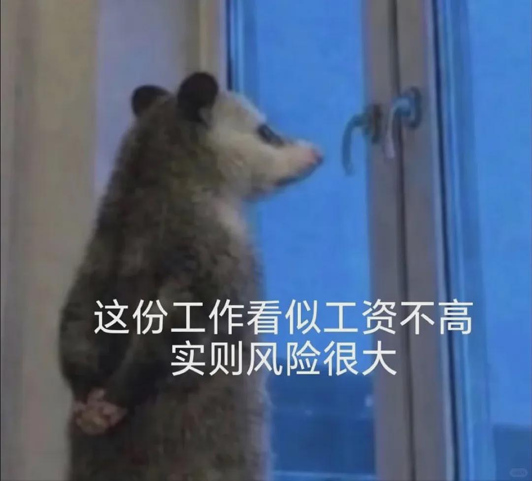 【宠物】笑鼠，这个负鼠表情包繁殖得太快了 - 2
