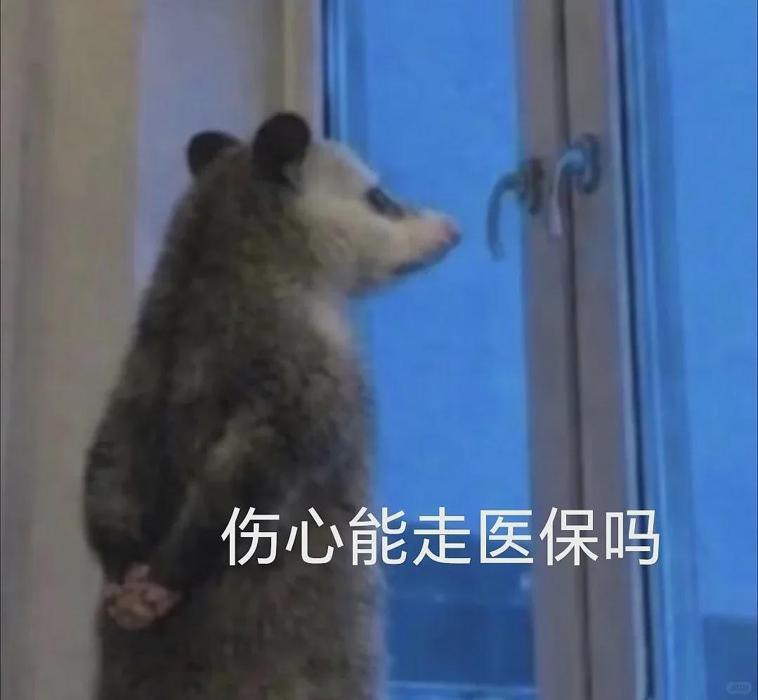 【宠物】笑鼠，这个负鼠表情包繁殖得太快了 - 12