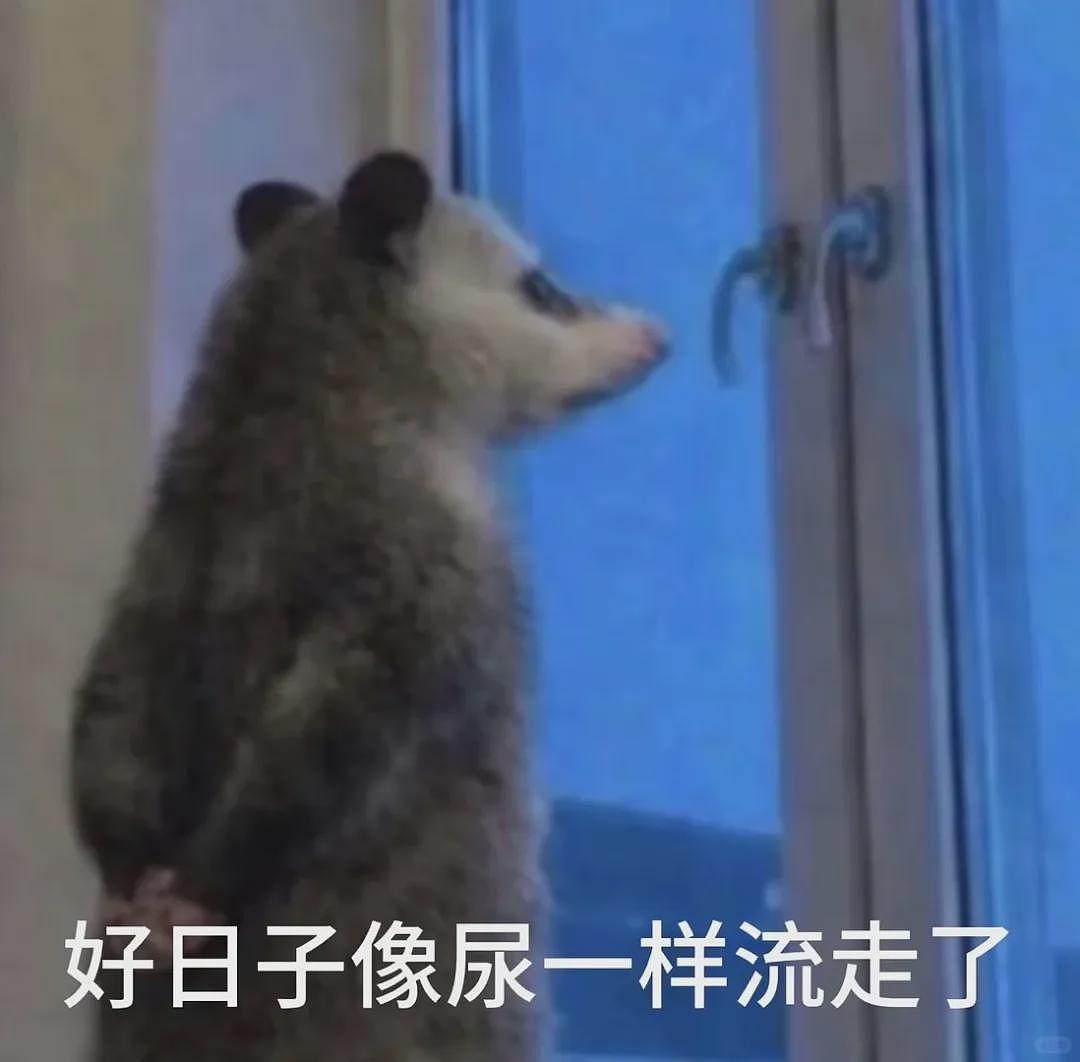 【宠物】笑鼠，这个负鼠表情包繁殖得太快了 - 6