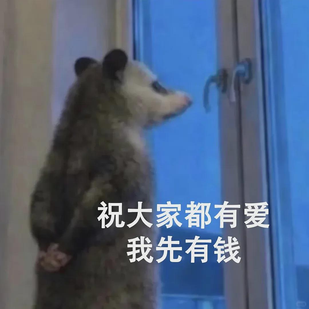 【宠物】笑鼠，这个负鼠表情包繁殖得太快了 - 25