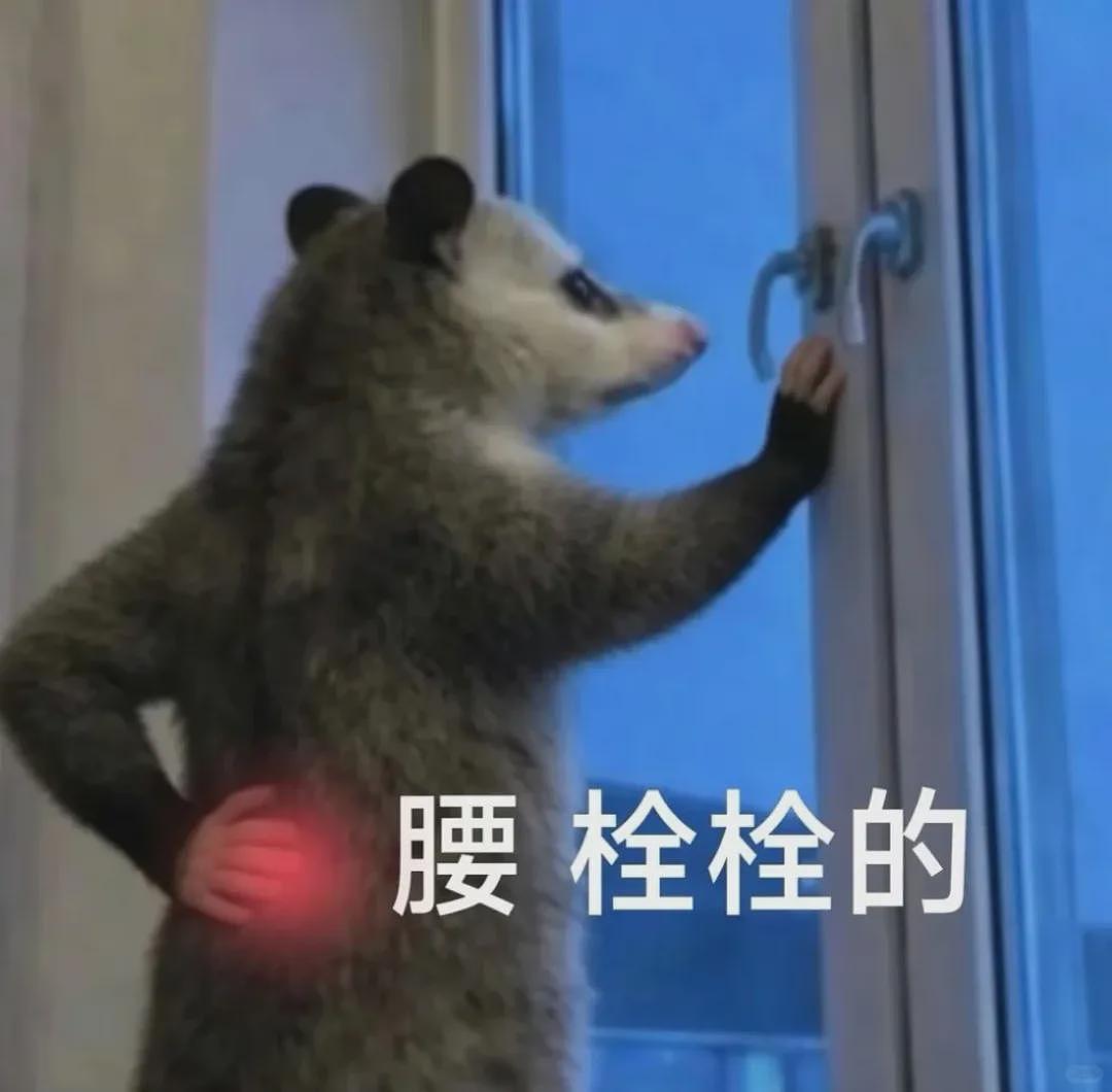 【宠物】笑鼠，这个负鼠表情包繁殖得太快了 - 16