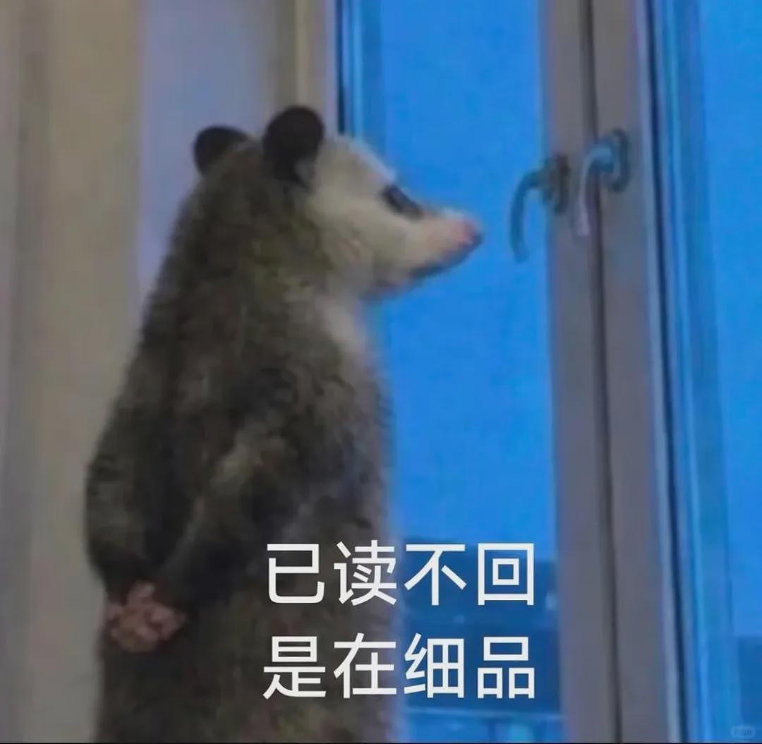 【宠物】笑鼠，这个负鼠表情包繁殖得太快了 - 11