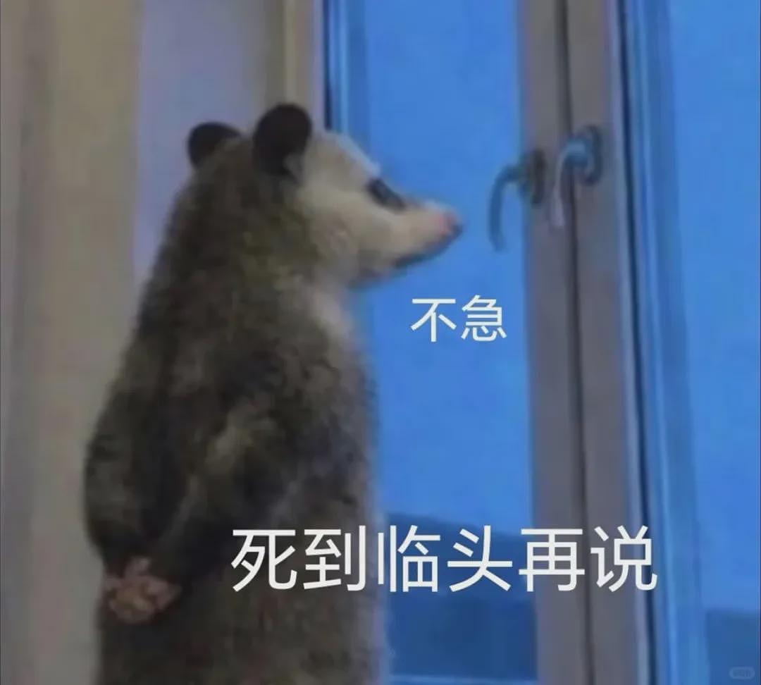 【宠物】笑鼠，这个负鼠表情包繁殖得太快了 - 23