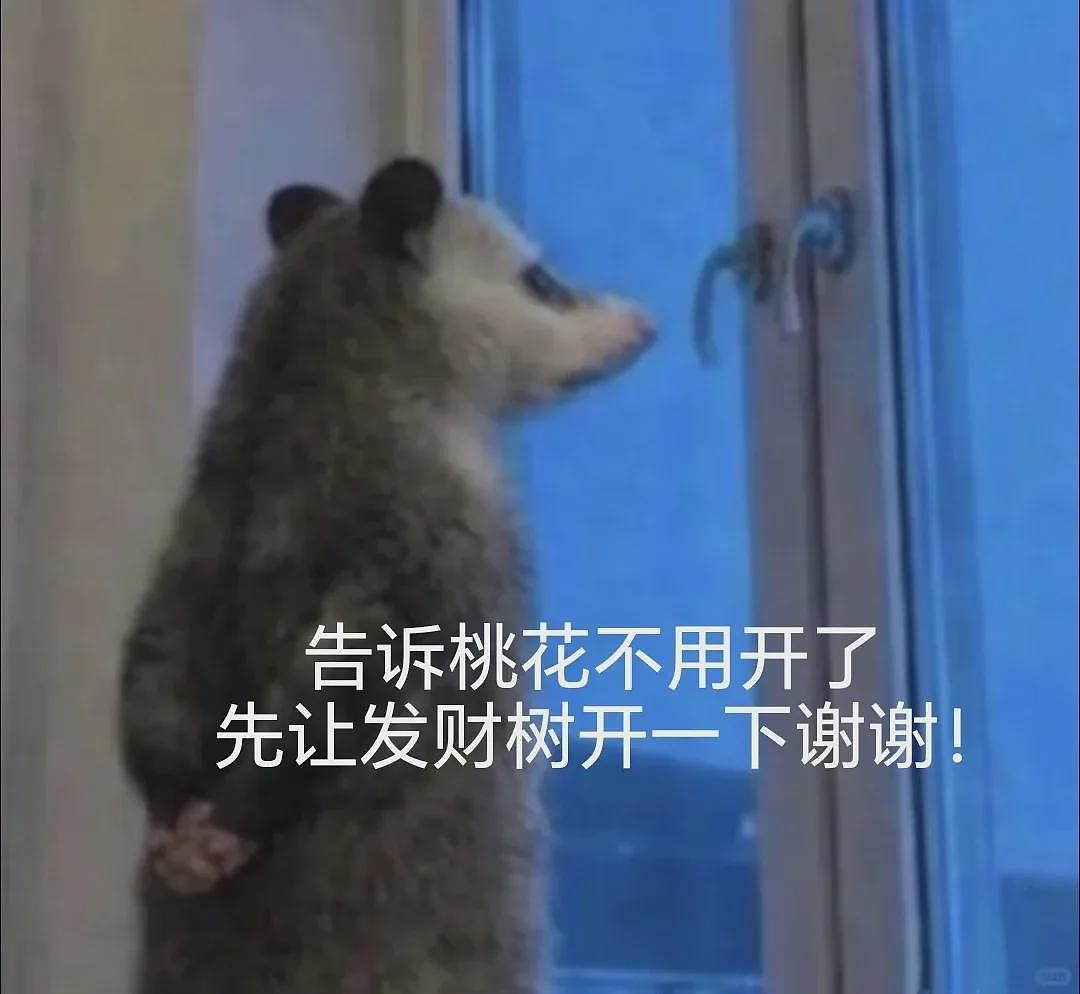 【宠物】笑鼠，这个负鼠表情包繁殖得太快了 - 14