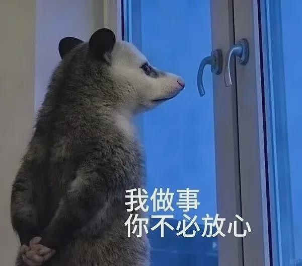 【宠物】笑鼠，这个负鼠表情包繁殖得太快了 - 7